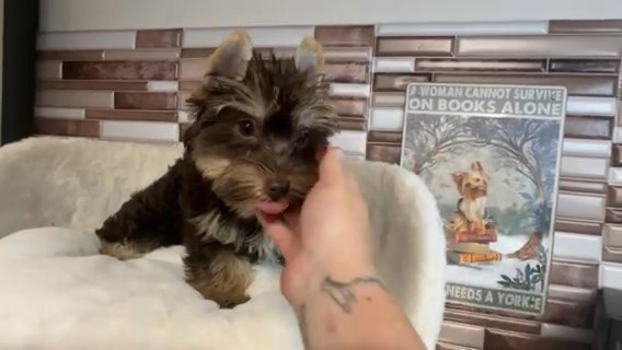 Ember Quality Yorkie Lifetime Genetic Health Guarantee in Savannah, Georgia