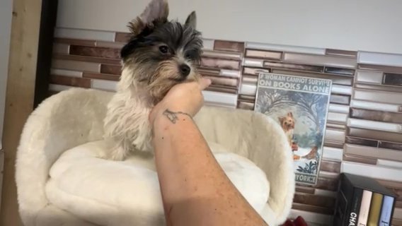 Tiny Ringo Quality Yorkie Lifetime Genetic Health Guarantee in Savannah, Georgia