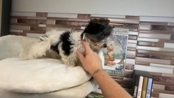 Oscar Quality Yorkie Lifetime Genetic Health Guarantee in Savannah, Georgia