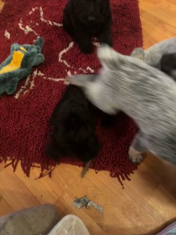 Scottish Terrier in Tahlequah, Oklahoma