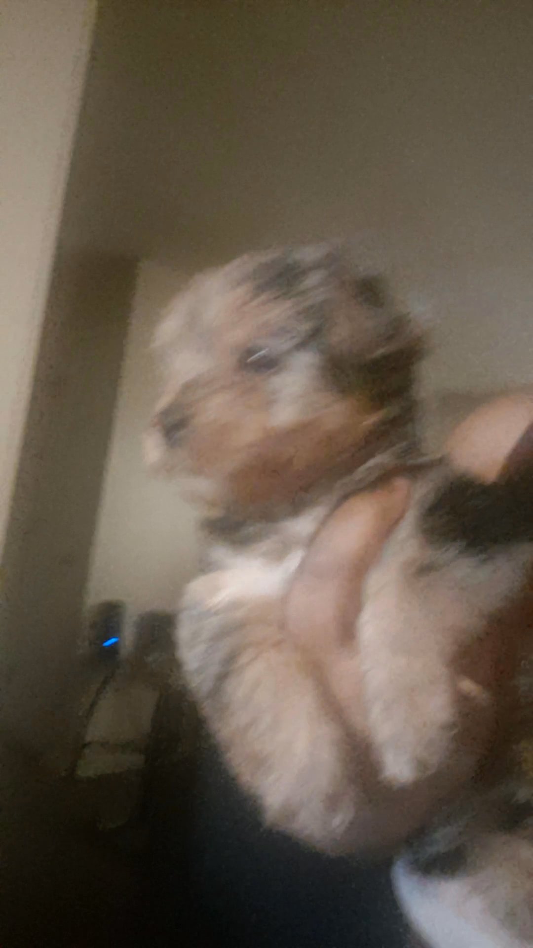 Merle Female yorkie in Charlotte, North Carolina