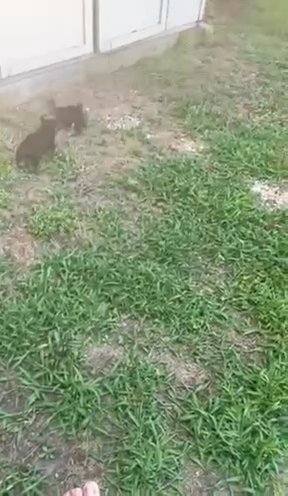 Yorkie Play Time in Dallas, Texas