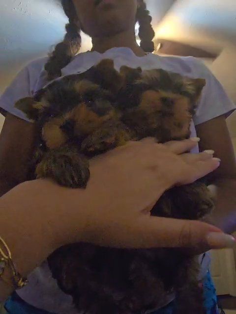 babydoll yorkies in Charleston, West Virginia