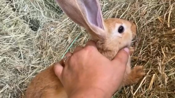 Bunnies in Charlottesville, Virginia