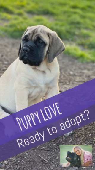 English Mastiff Pups in Medina, Ohio