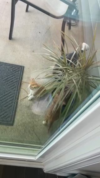 Mischievous Kittens For Sale in Raleigh, North Carolina