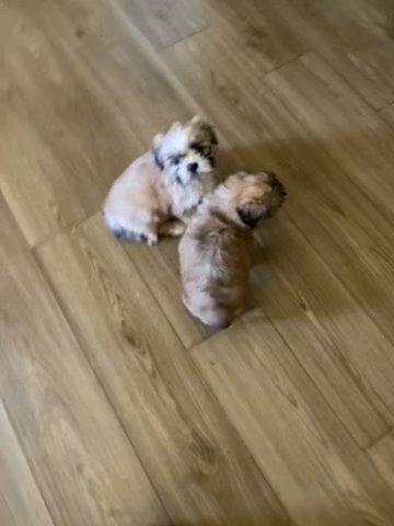 Male Puppies in Columbia, South Carolina