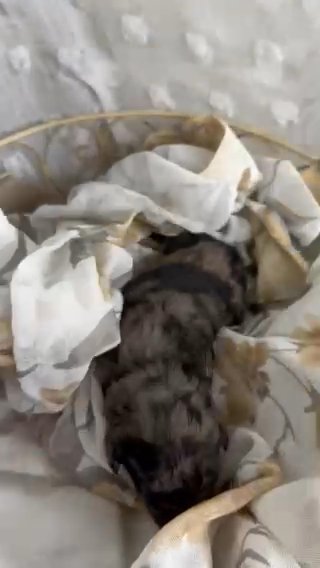 Miranda - Blue Merle F1b Saint Berdoodle BLUE EYES!! in Redding, California