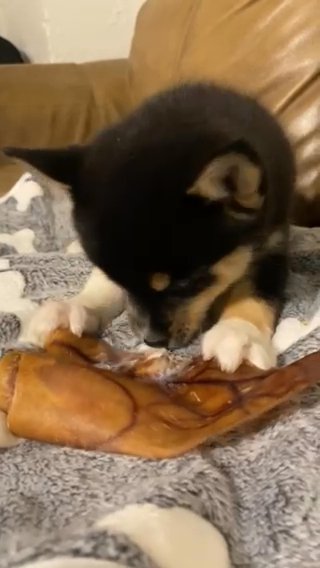 Rain - Female Pomsky in Roseburg, Oregon