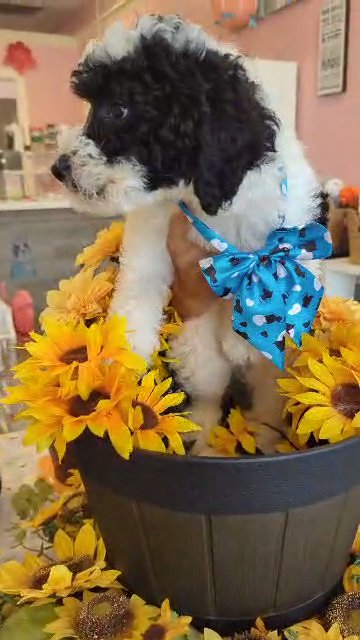 DOUBLE CURL F1B Mini Bernedoodle BOY (Oreo) in Kissimmee, Florida