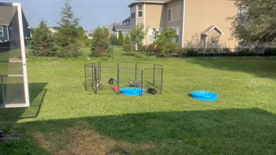 BOSTON TERRIER PUPPIES in Indianapolis, Indiana
