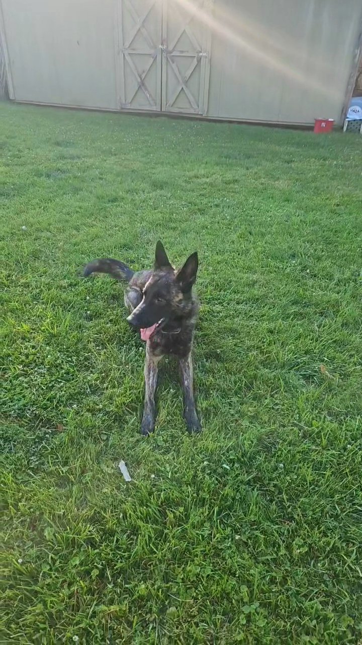 Service Dog in Cincinnati, Ohio
