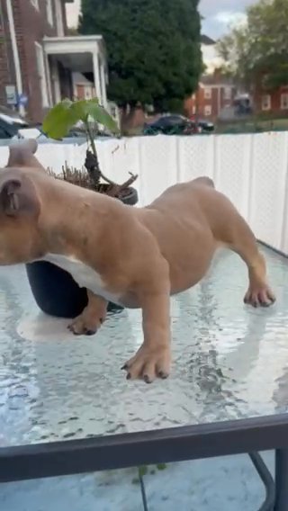 Micro Bully(FEMALE) 2x Big La 6x Paintball 4x Bape Complete Dog in Camden, New Jersey