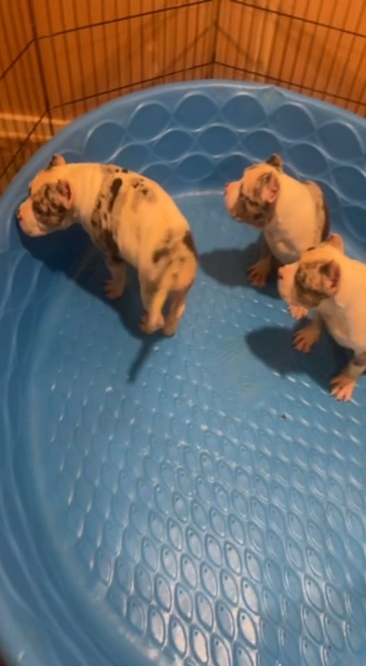 American Bully Puppy in Orlando, Florida