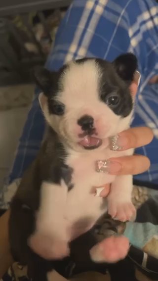 Boston Terriers in Avon, Indiana
