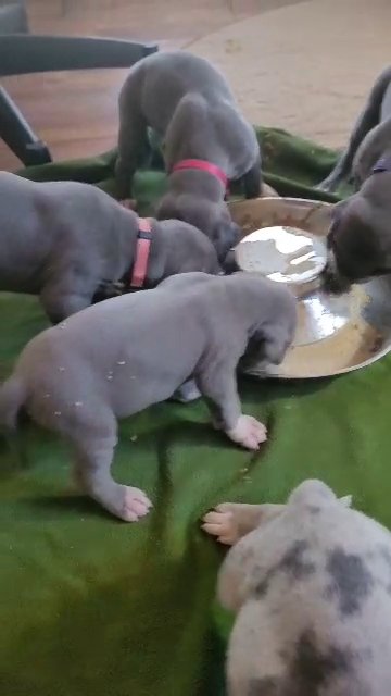The" Z " litter in Houston, Texas