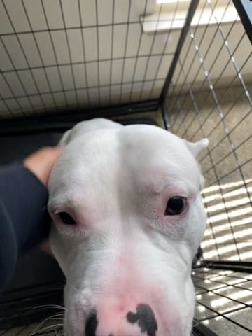 Red Nose Pitbull in Houston, Texas