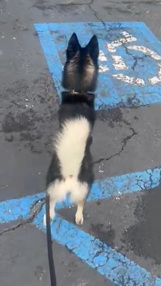 Pomsky in Cherry Hill, New Jersey