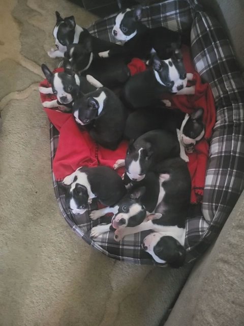 Bundles Of Love Ready For Their Forever Homes ? ? in Indianapolis, Indiana