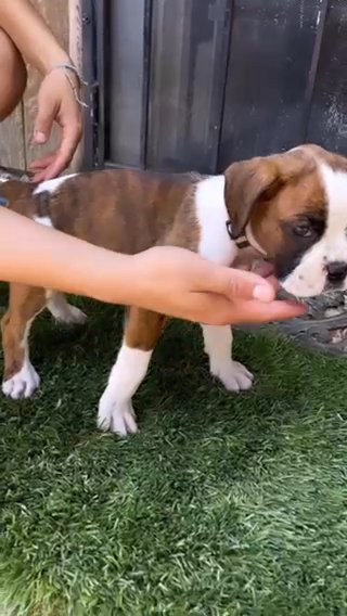 Full Breed Boxer Puppies in Riverside, California