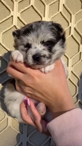 Blue Merle Female Named Zyla in Savannah, Georgia