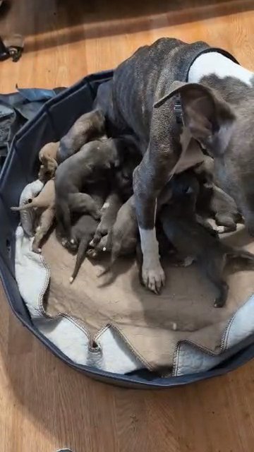 Blue Pits Need Rehoming in Dallas, Texas