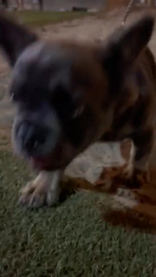 Fluffy Frenchie Male In NC in Fayetteville, North Carolina