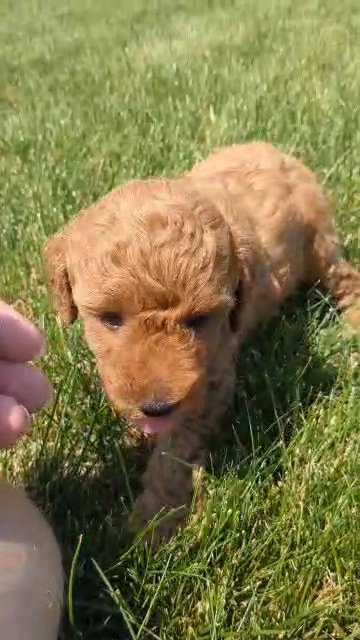 Milo in Goshen, Indiana