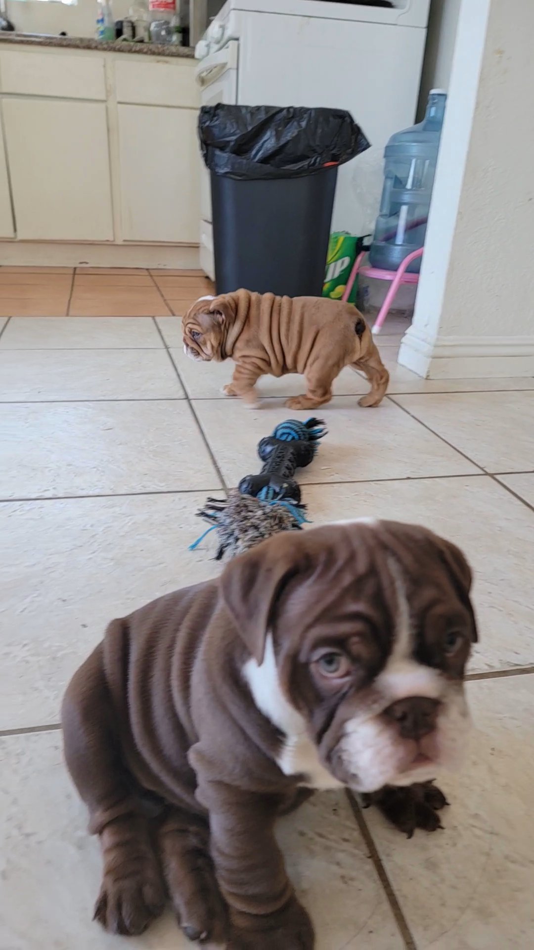 English bulldog BOY in Los Angeles, California