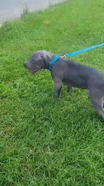 American bully xl blue in Pennsauken, New Jersey