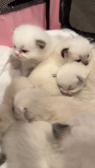 Ragdoll Baby kittens ready to go home in Bloomington, Indiana