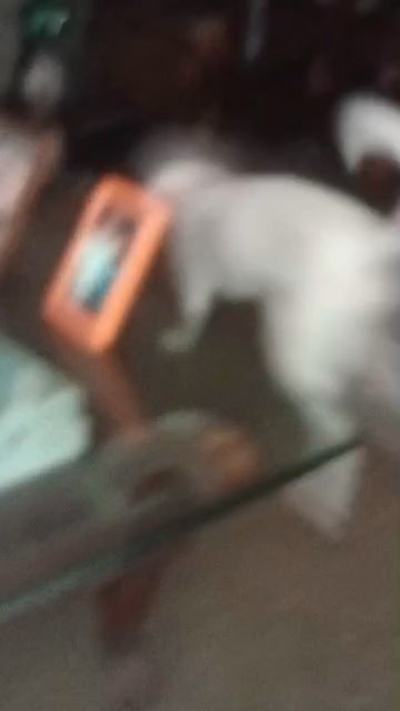 rehome in Buford, Georgia