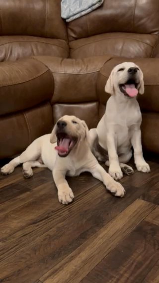 Labrador Retriver in Arlington, Texas