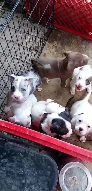 Dreams Come 2 Reality Kennels in Cincinnati, Ohio
