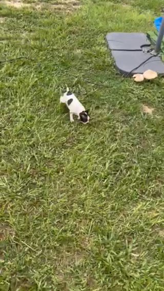 Akc Boston Terrier Puppy in Ocala, Florida