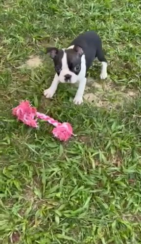 Hey Casey, Boston terrier in Ocala, Florida