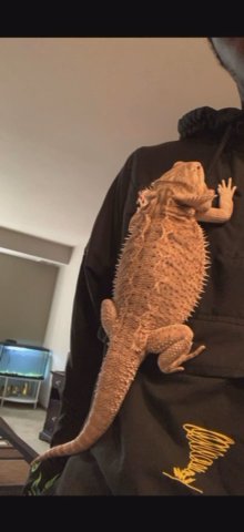 Bearded Dragon in Madison, Wisconsin