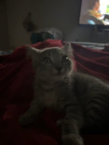 Cute little kitten in Forney, Texas