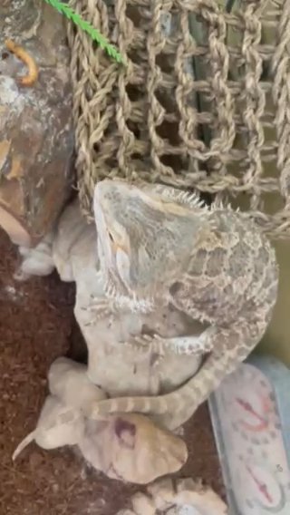 Bearded dragon with cage in St. Paul, Minnesota