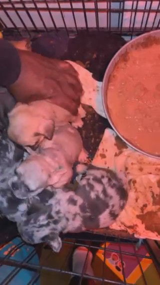 Frenchie Puppies in San Diego, California