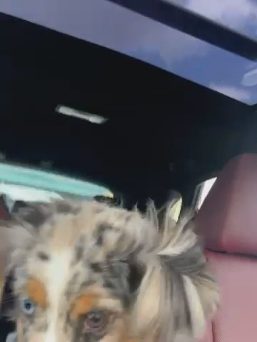 Mini Aussie 7 Months in Orlando, Florida