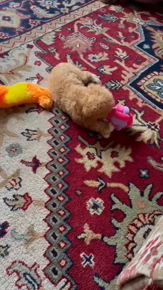 Cavapoo Puppy in Warren, Michigan