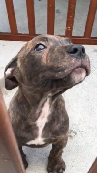 Male Brindle American Staffordshire Terrier in Anaheim, California