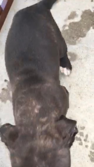Female American Staffordshire Terrier in Anaheim, California
