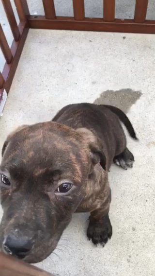 Male American Staffordshire Terrier in Anaheim, California