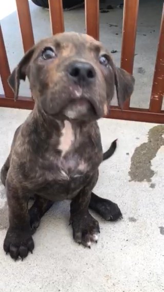 Male American Staffordshire Terrier in Anaheim, California