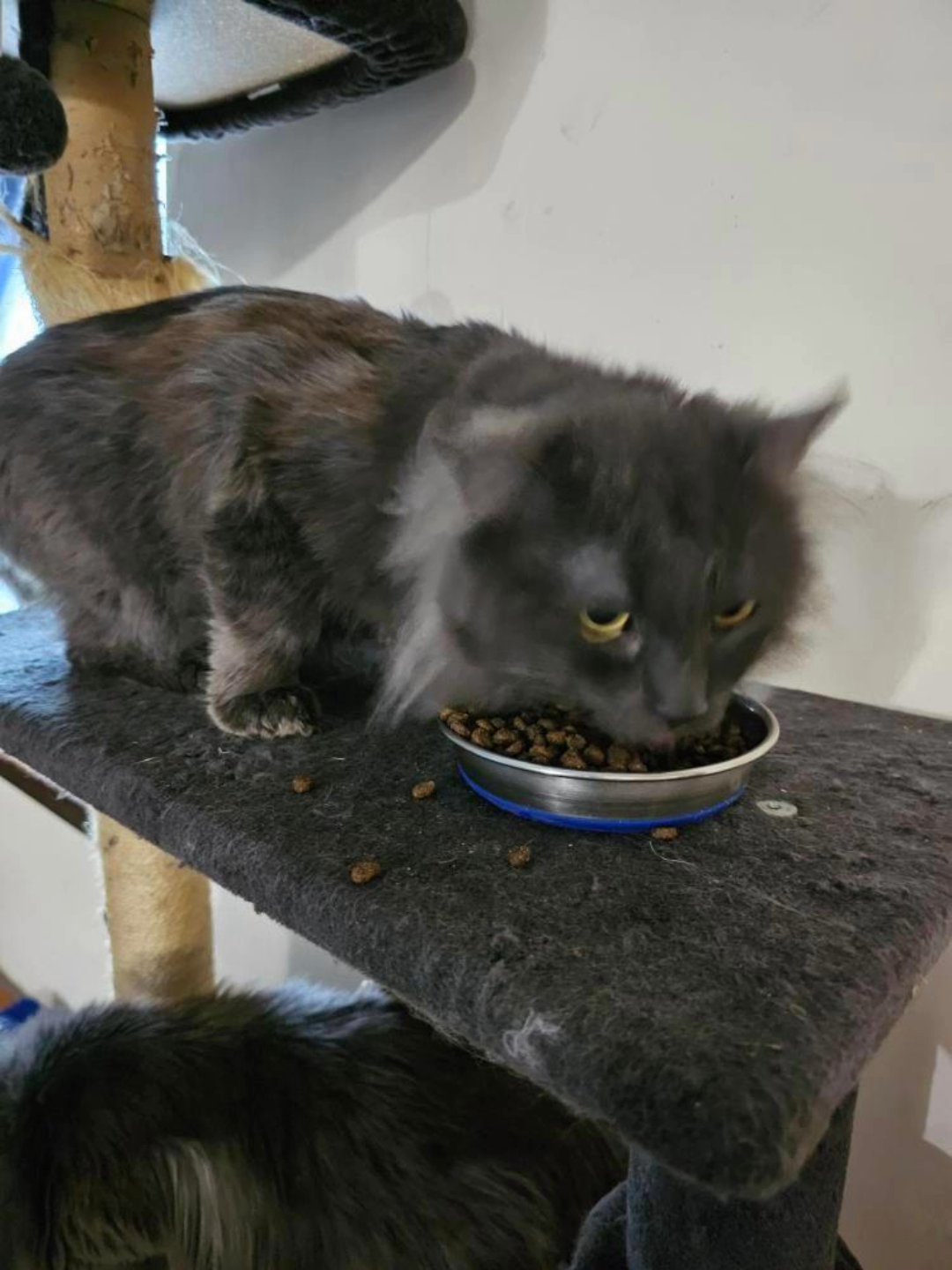 Maine Coon mixes needing to be rehomed in Springfield, Missouri