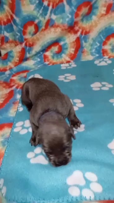 Blue Male - pending in Paragould, Arkansas