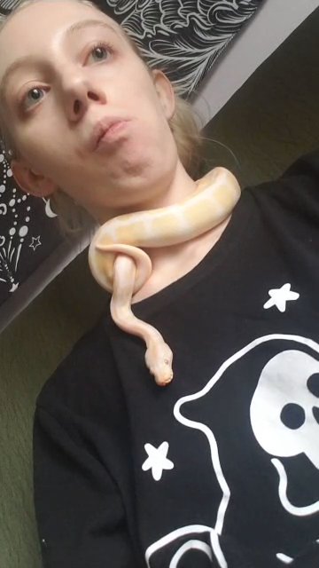 Albino Ball Python needing to be Rehomed in Springfield, Missouri