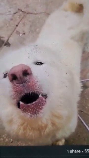 $700 GIRL MALAMUTE NYC in New York City, New York